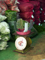 Squat Dragonfruit